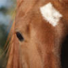 dovehill44